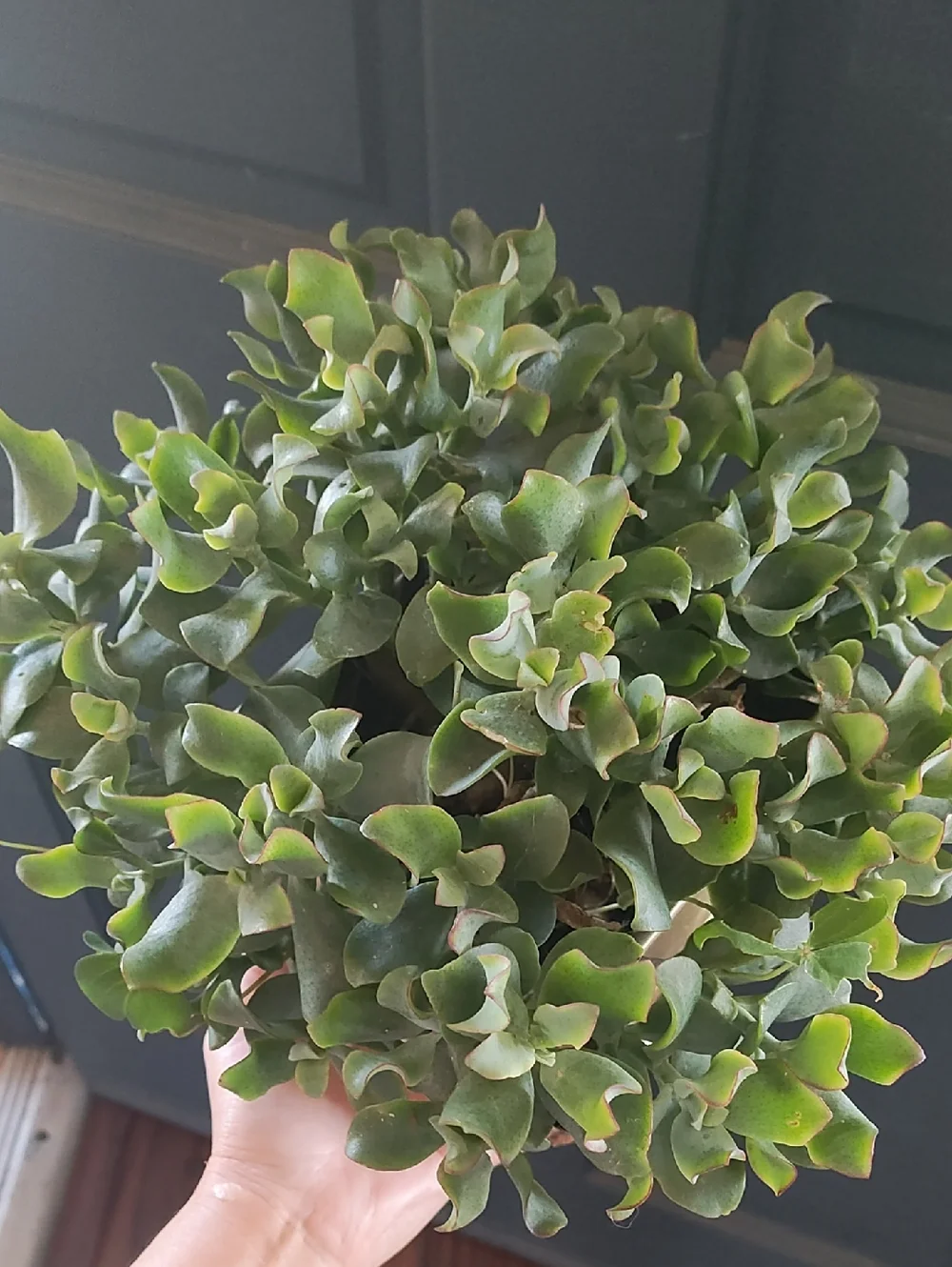Crassula JADE Gold Square Planter - Home AccentS